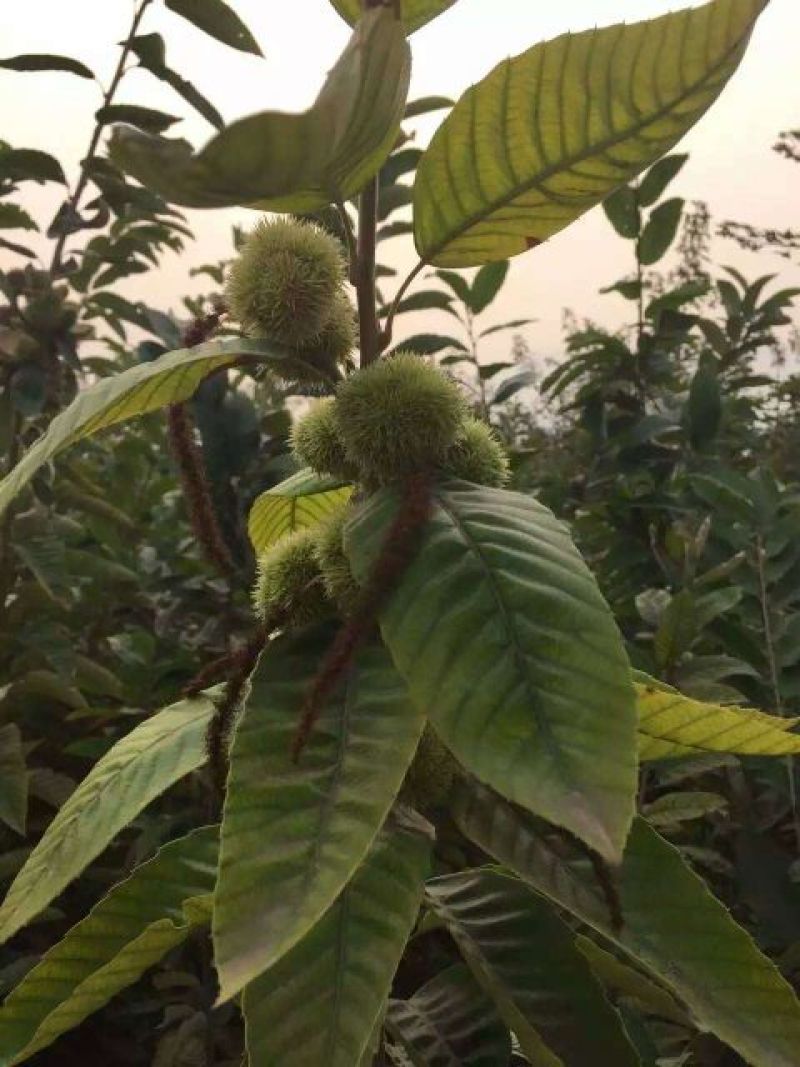 迁西板栗树苗（个大高产好管理）