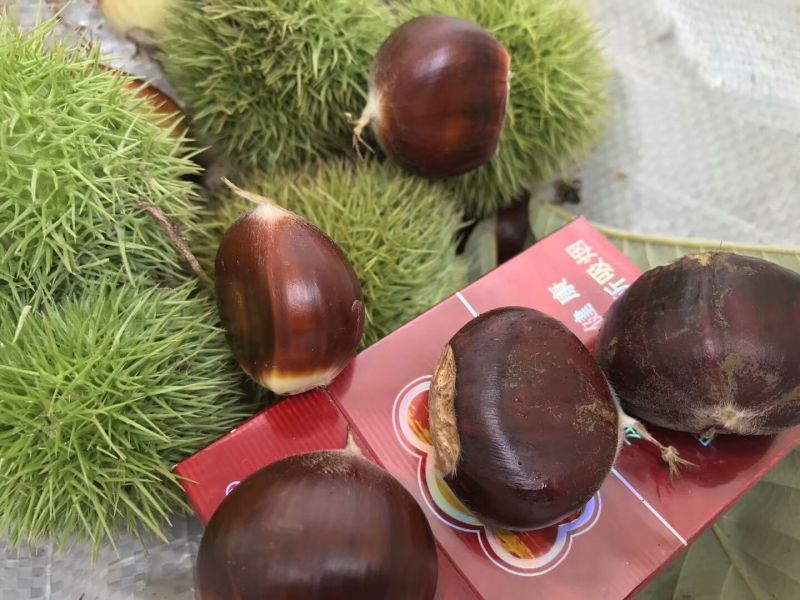 迁西板栗树苗（个大高产好管理）