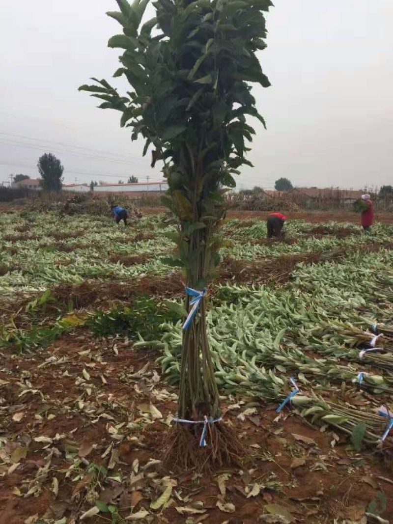 迁西板栗树苗（个大高产好管理）