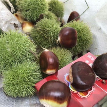 迁西板栗树苗（个大高产好管理）