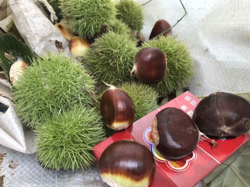 迁西板栗树苗（个大高产好管理）