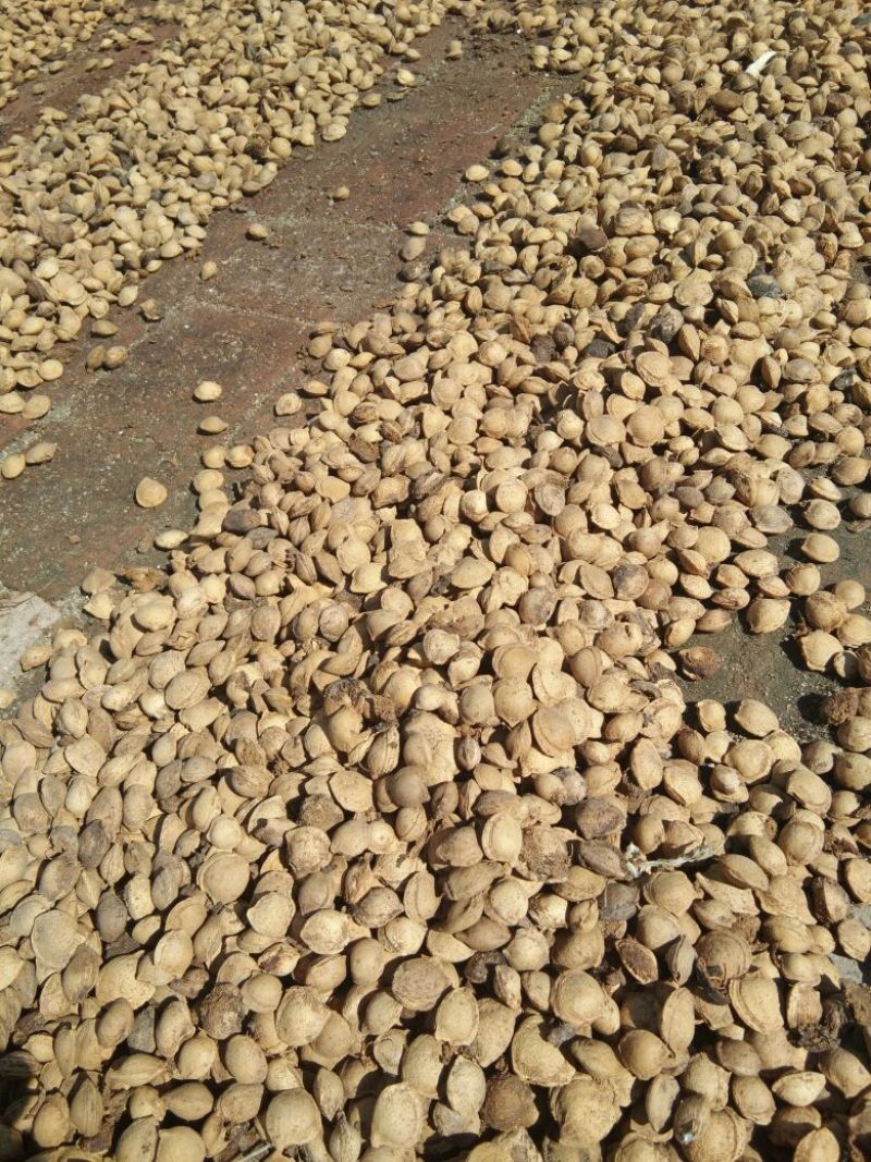 珍珠核