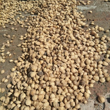 珍珠核