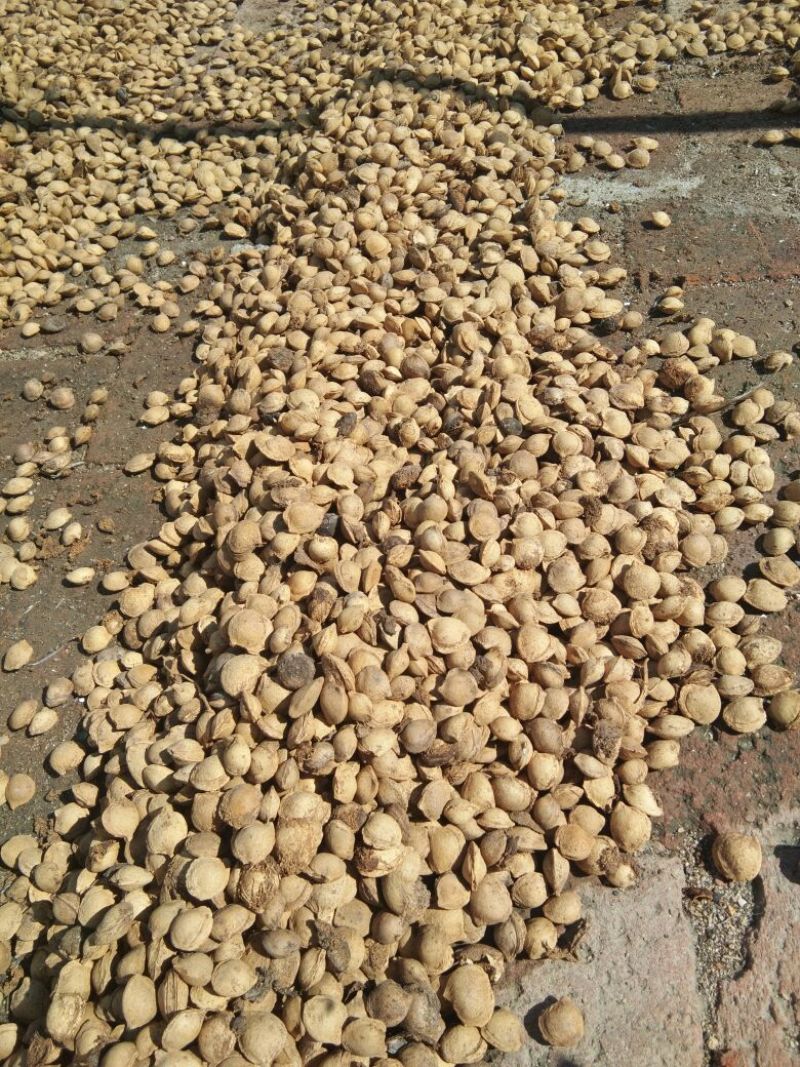 珍珠核