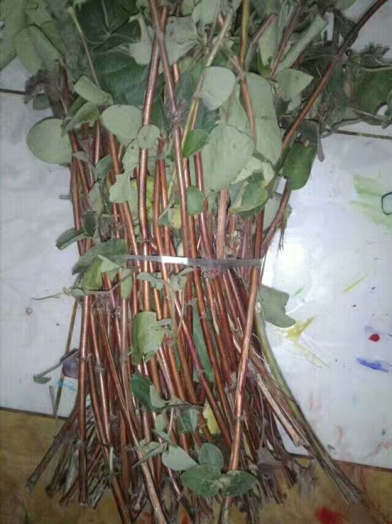 金银花枝条