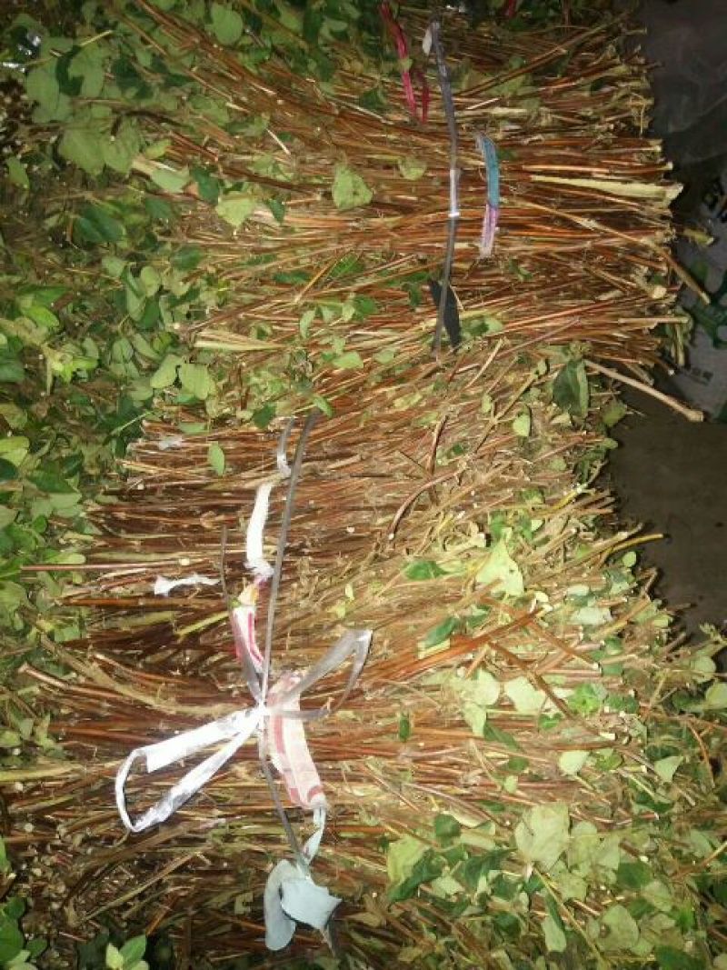 金银花枝条