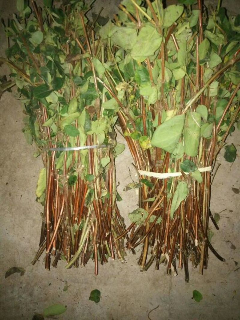 金银花枝条