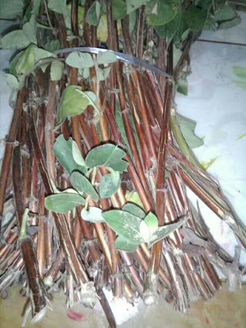 金银花枝条