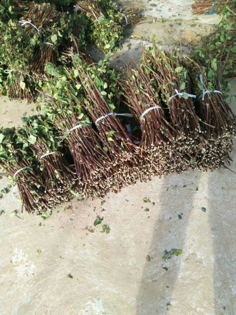 金银花枝条