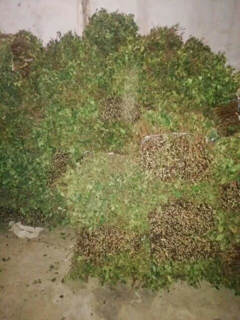 金银花枝条