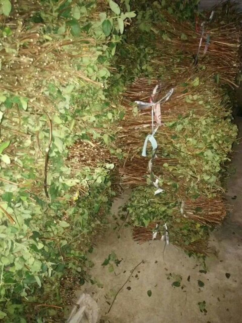 金银花枝条