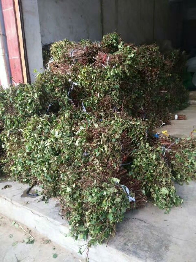 金银花枝条