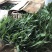 白芨出售