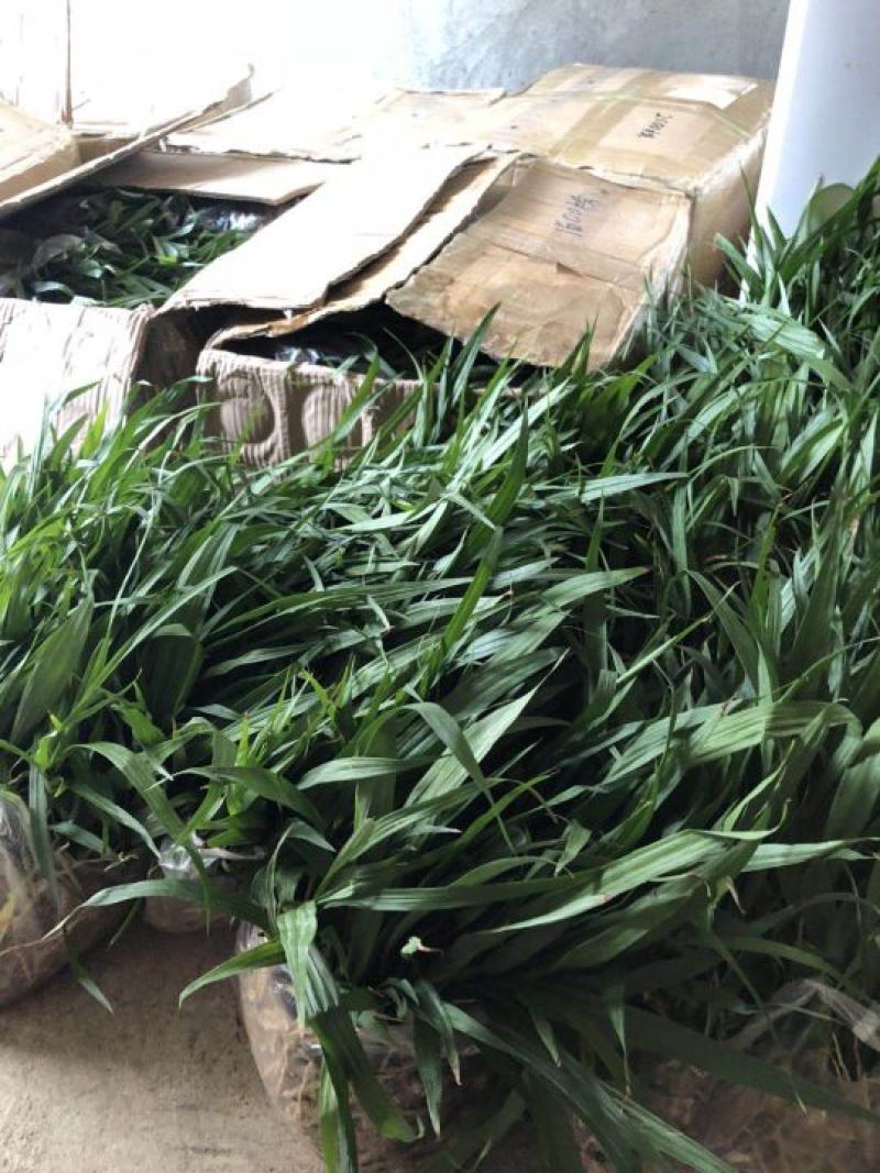 白芨出售