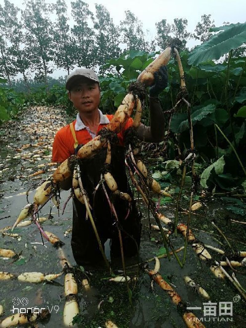 雨后清荷自走式挖藕机