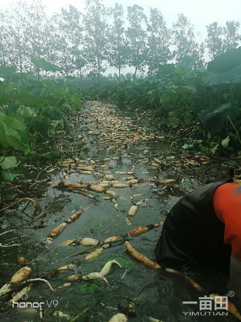 雨后清荷自走式挖藕机