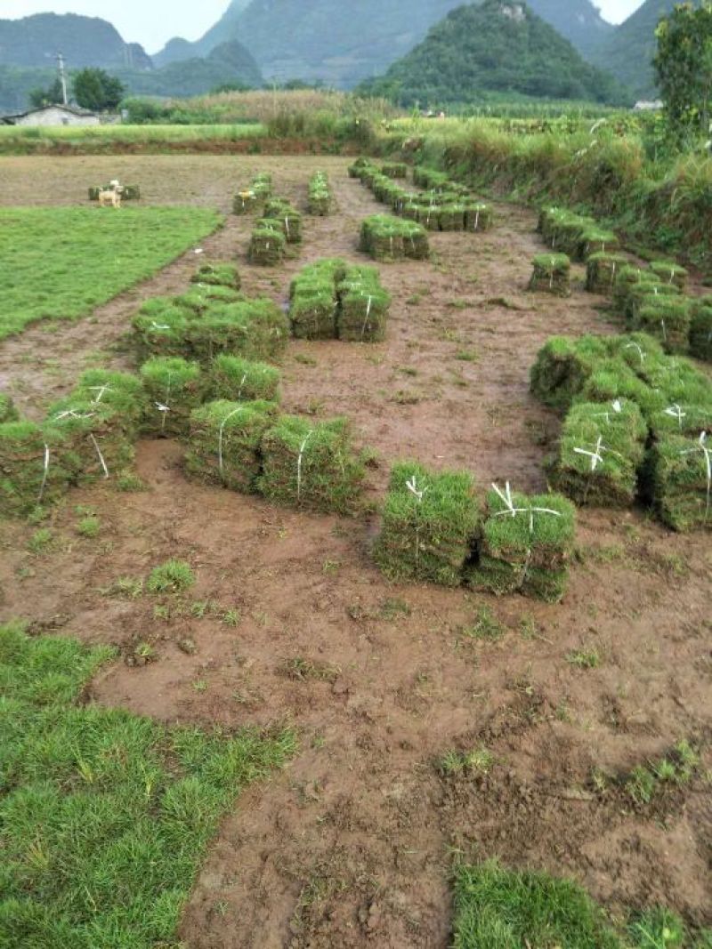 大量草皮供应