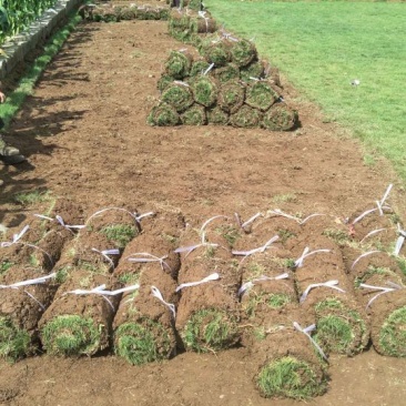大量草皮供应