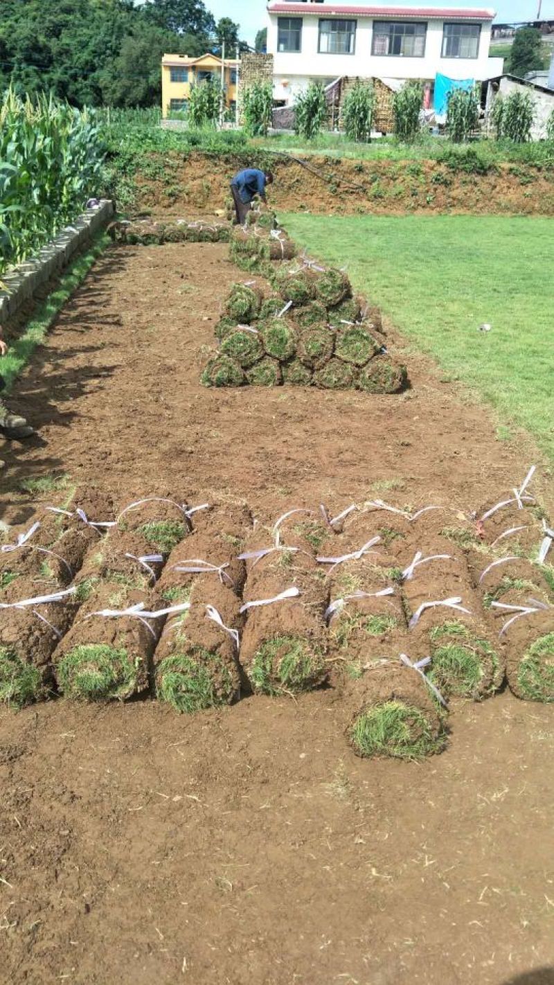 大量草皮供应
