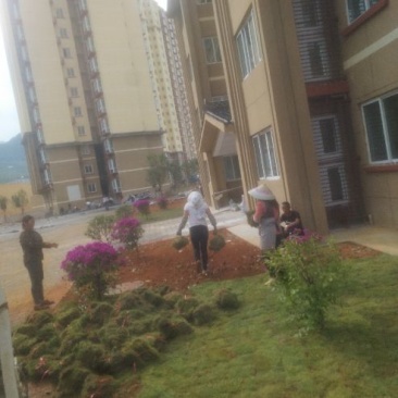 大量批发桂花香樟各种绿化产品