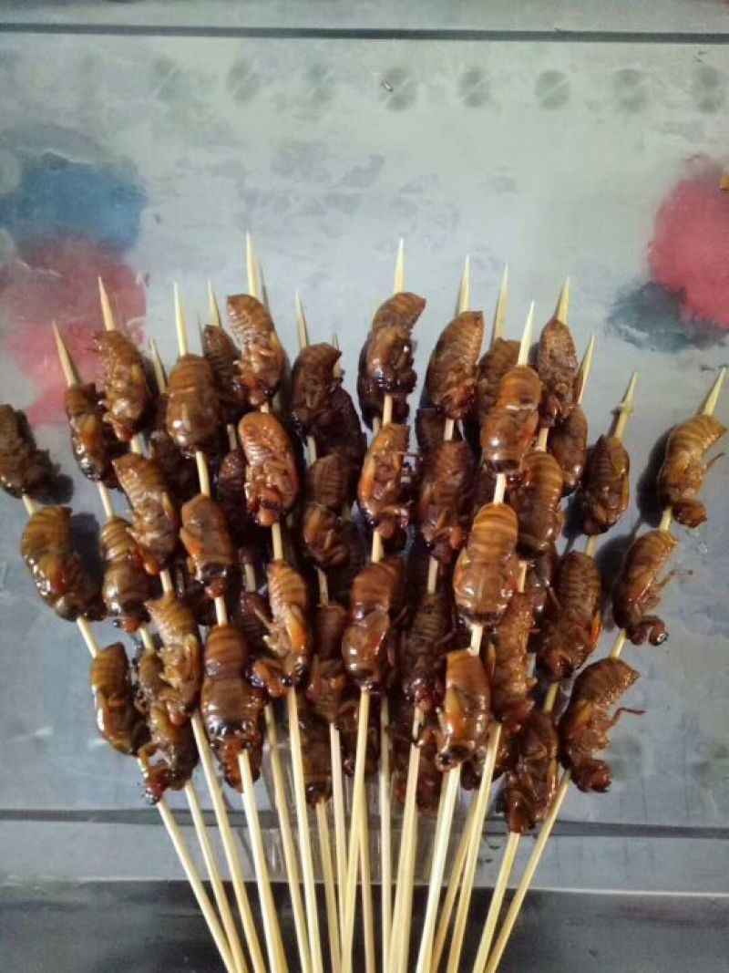 野生金蝉，好吃不贵，量大优惠。