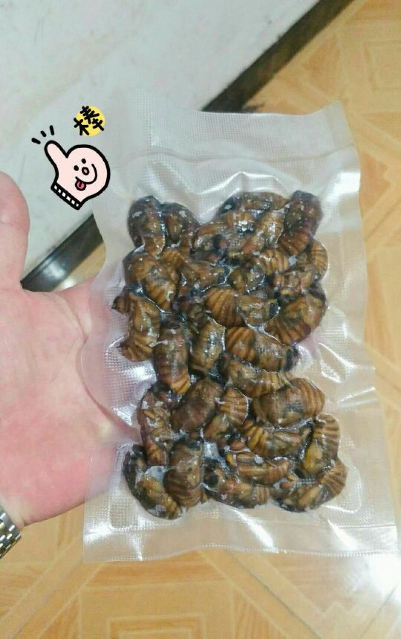野生金蝉，好吃不贵，量大优惠。
