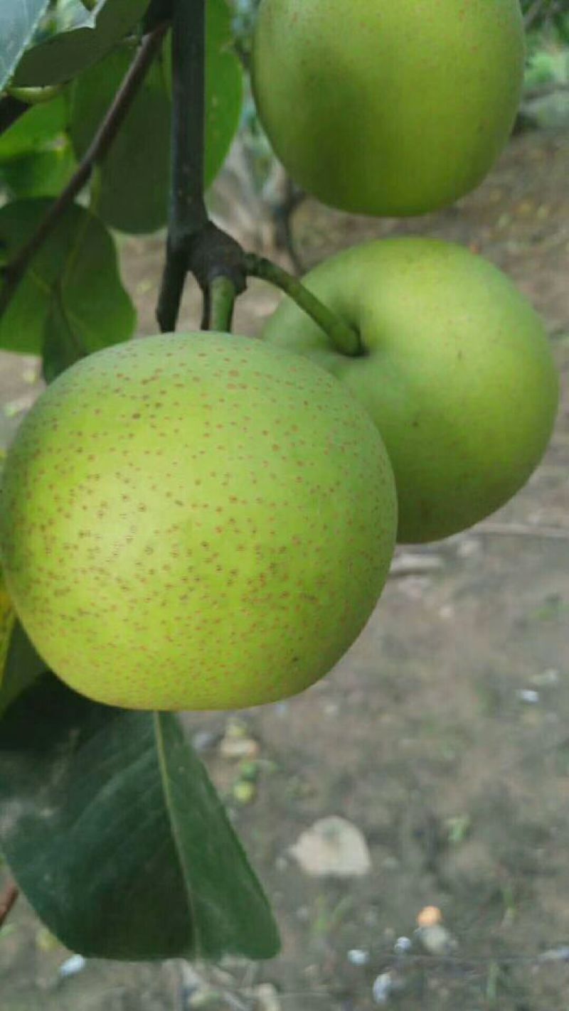 黄冠梨