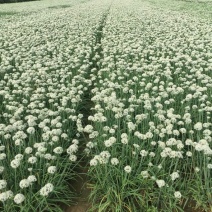 浚县韭菜花大量上市，质量上乘