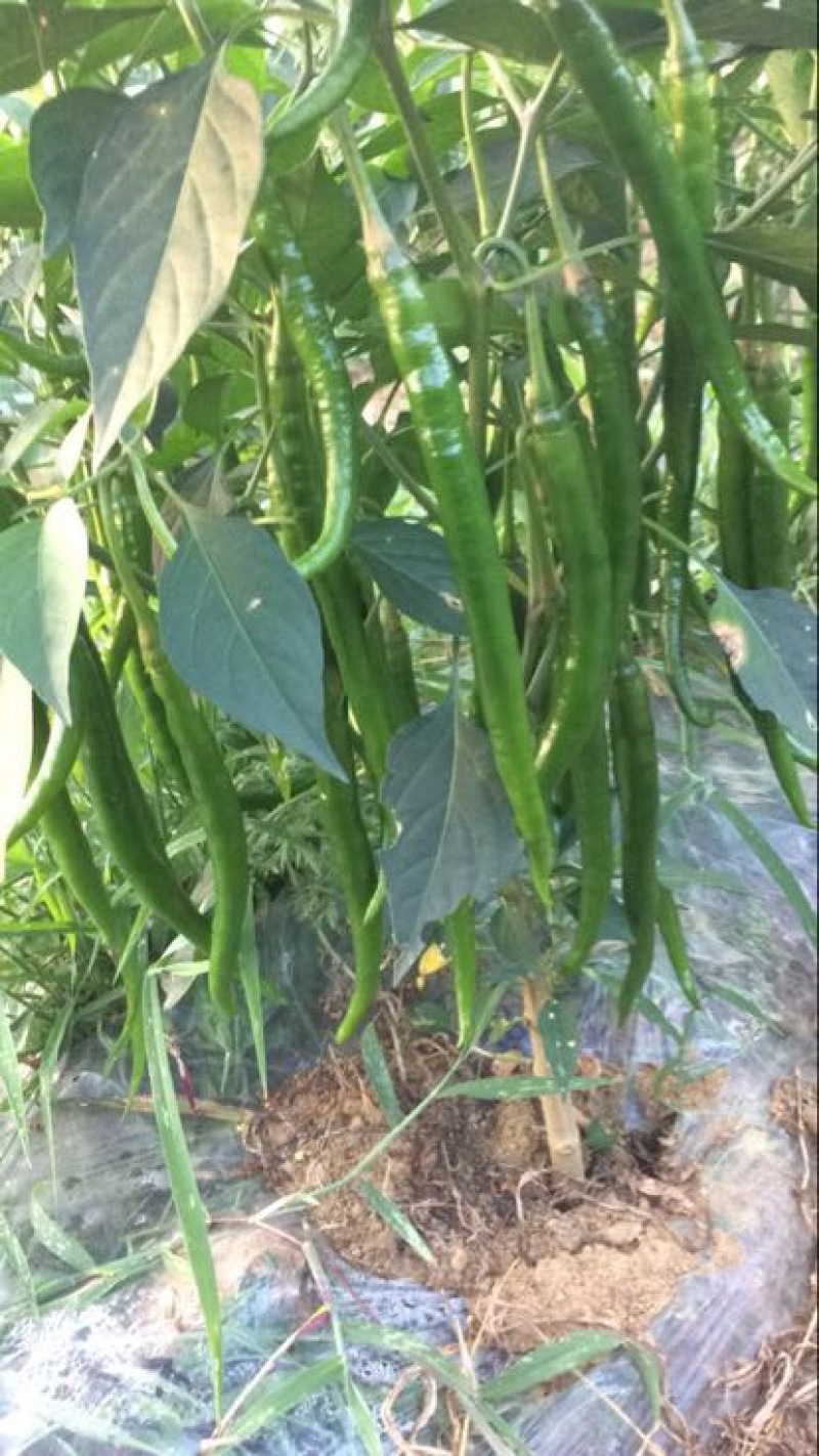 线椒15~20厘米中辣青