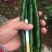 线椒15~20厘米中辣青