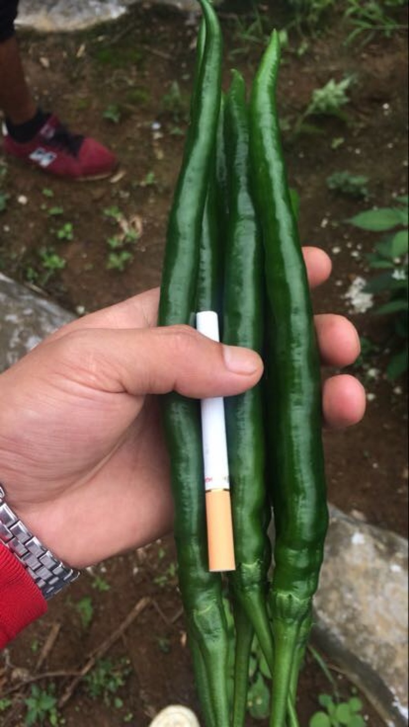 线椒15~20厘米中辣青