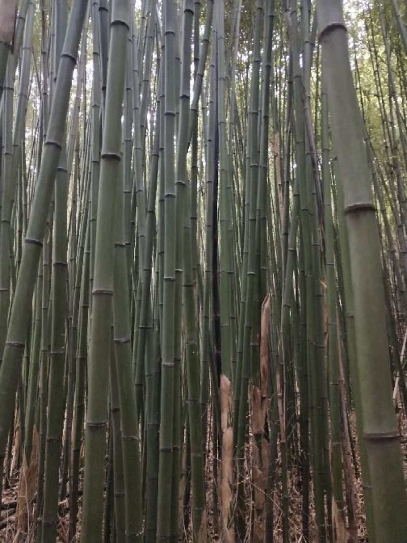 金竹长4米米径3厘米