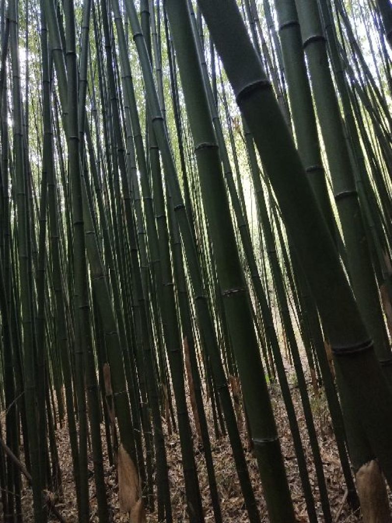 金竹长4米米径3厘米