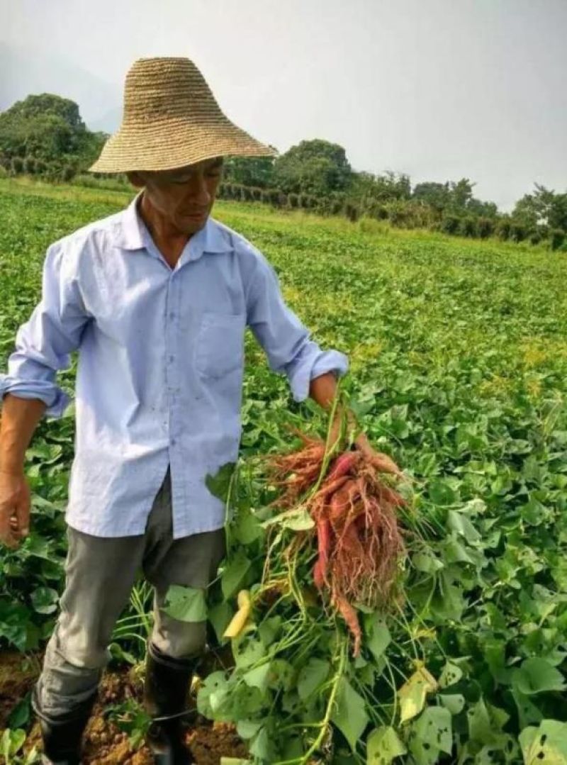 庐山甘薯