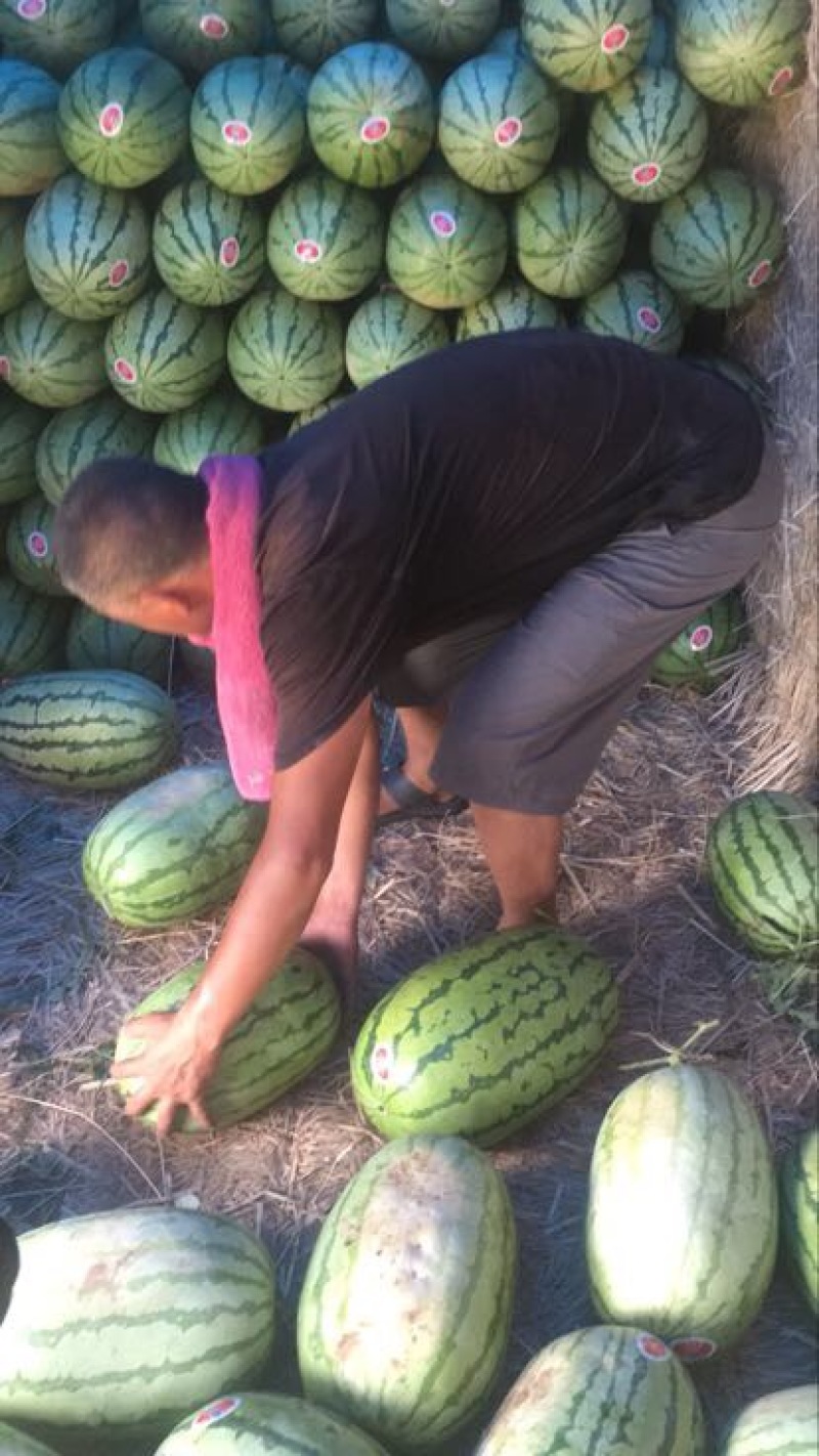 新金城五，个头匀称，陕北内蒙大沙漠里的西瓜，瓤红，口感好
