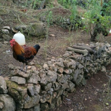 生态林下土鸡，