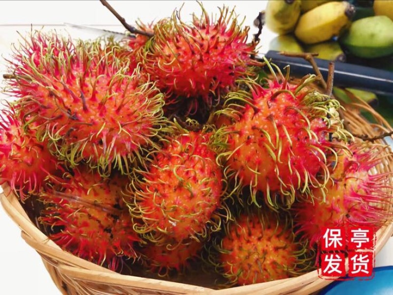 毛丹正宗海南保亭7号红毛丹
