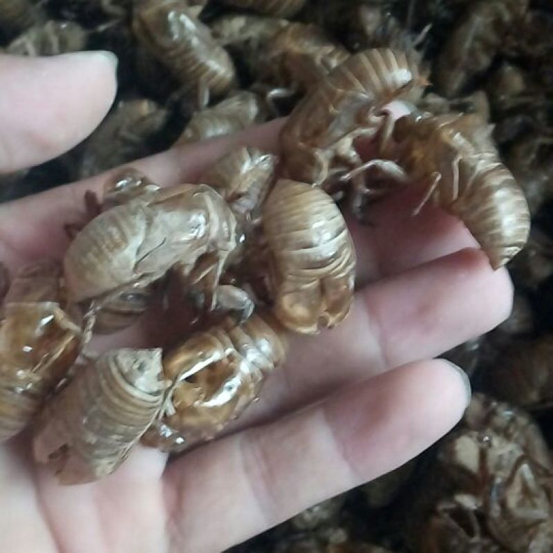 蝉蜕，金蝉壳，爬叉壳，知了壳