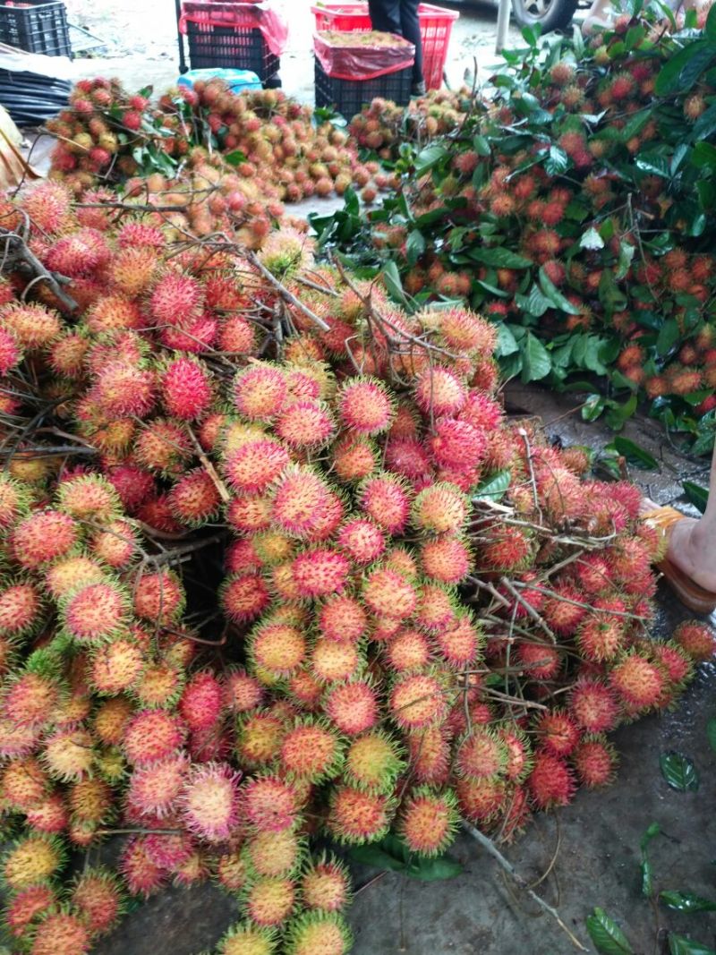 红毛丹