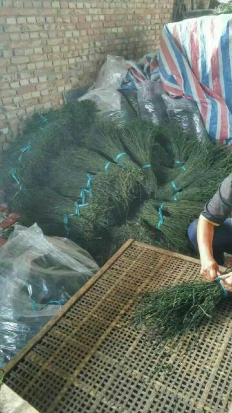 脱水烘干豆角