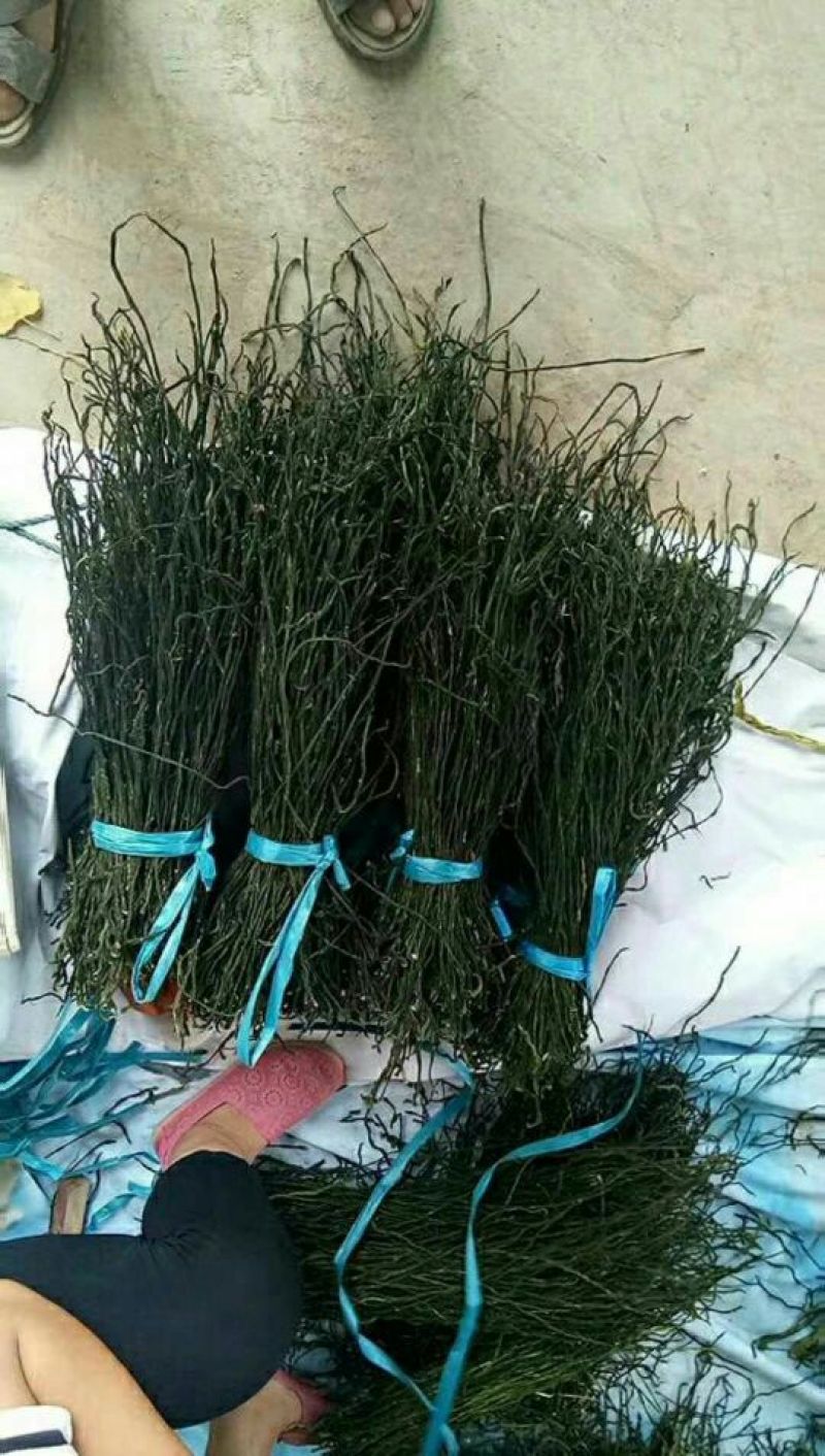 脱水烘干豆角