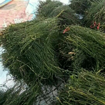 脱水烘干豆角