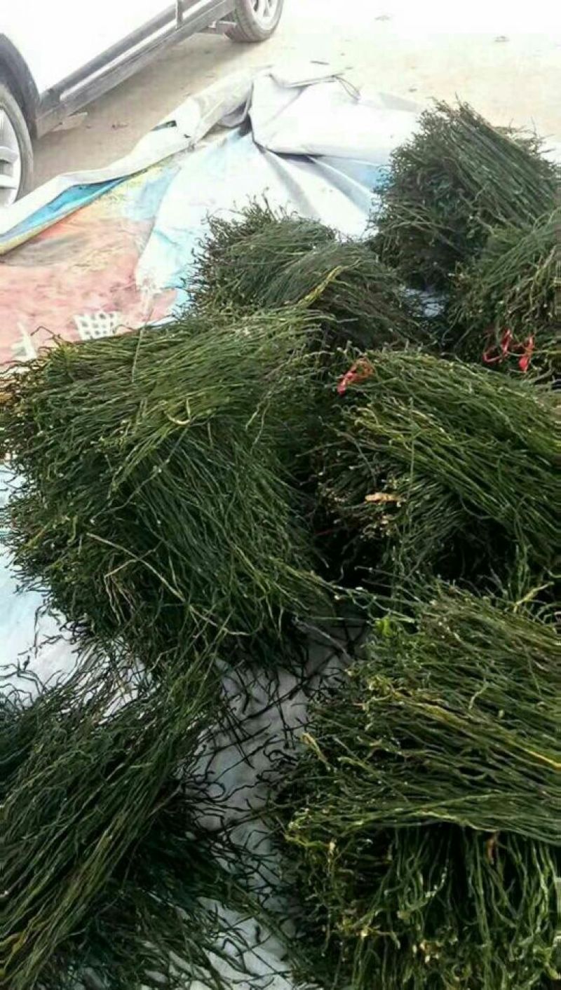 脱水烘干豆角