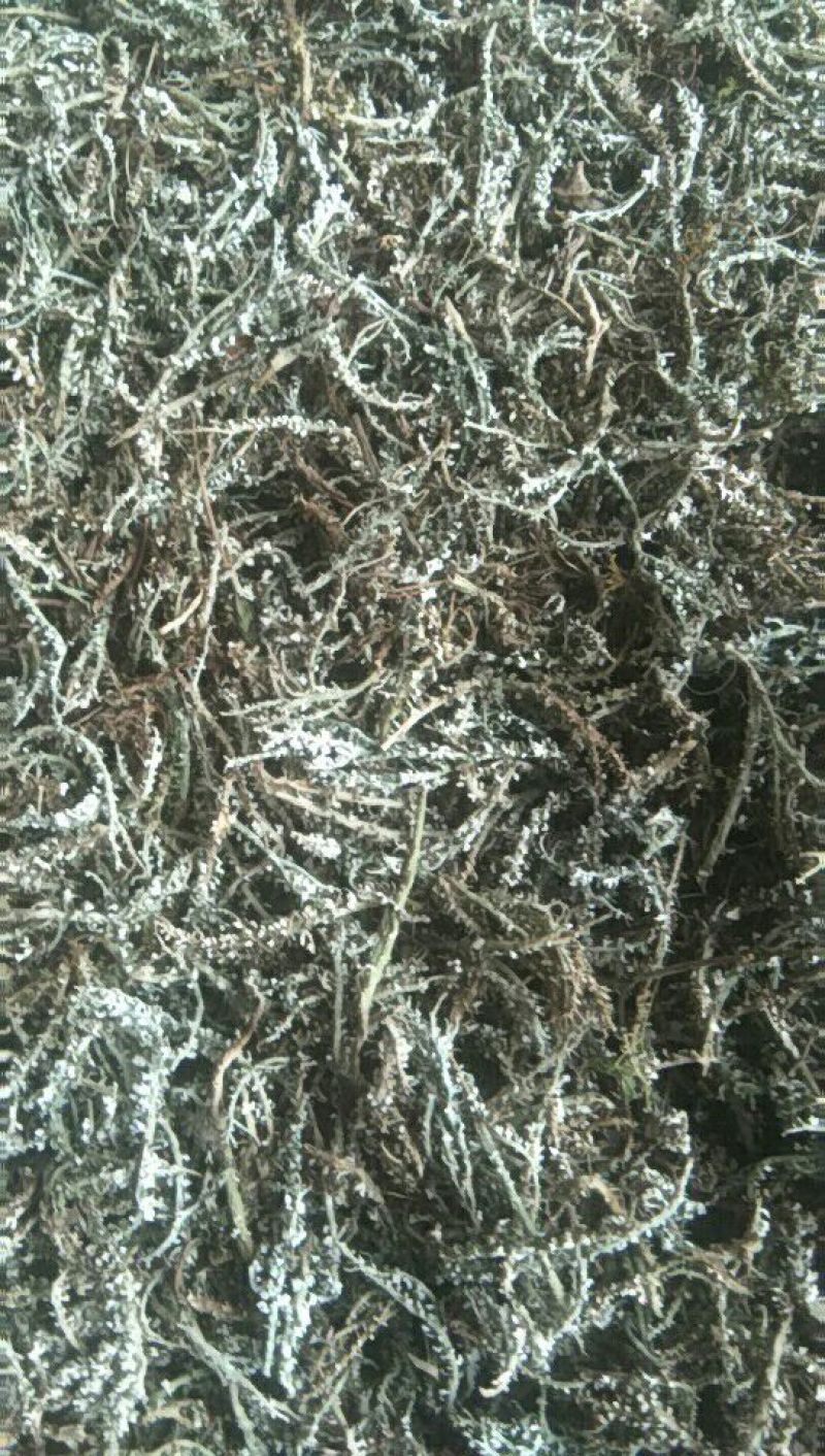 大量供应鹿角菜，比市场上的干净