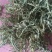 大量供应鹿角菜，比市场上的干净