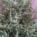大量供应鹿角菜，比市场上的干净
