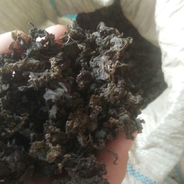 大量供应地皮菜，地道地皮菜