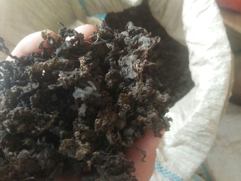 大量供应地皮菜，地道地皮菜