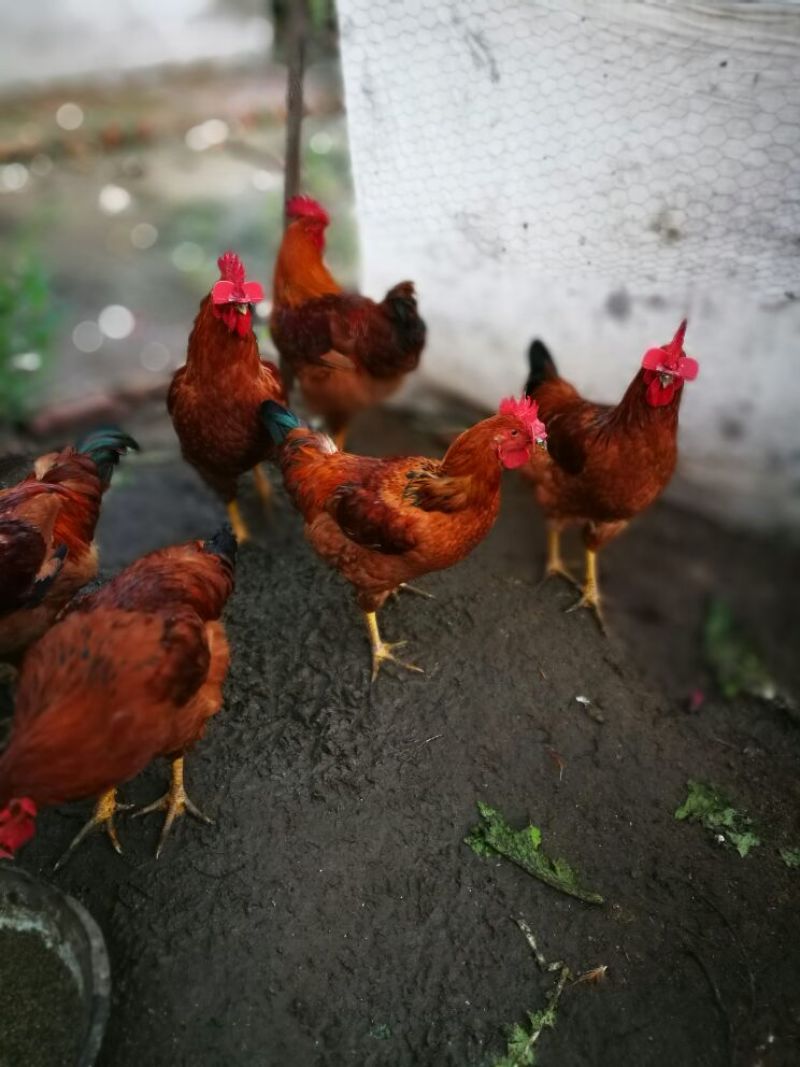 找收鸡老板