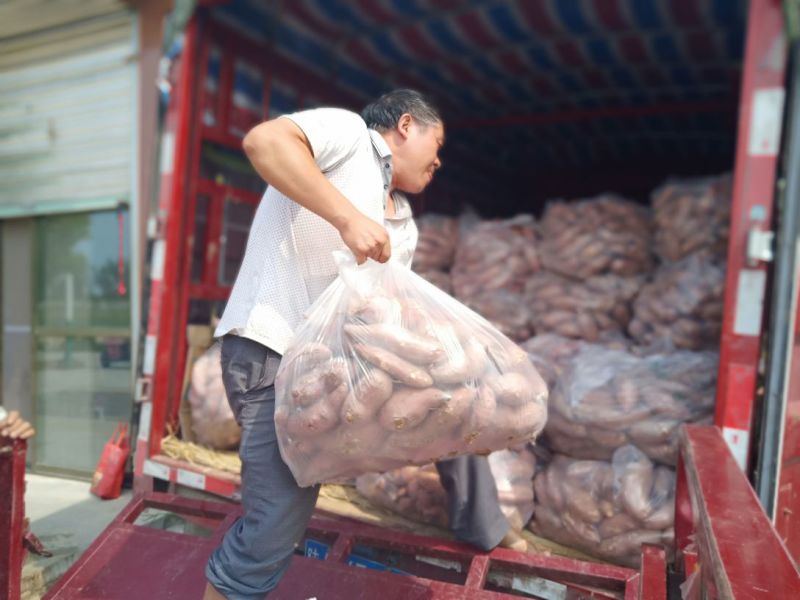 陕西汉中红薯】板栗红薯甘面甜产地直发：货源充足【现货】
